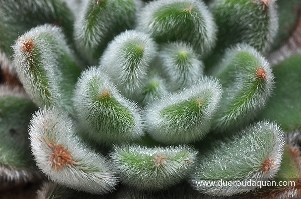 白闪冠（Echeveria cv. Bombycina）-www.duoroudaquan.com