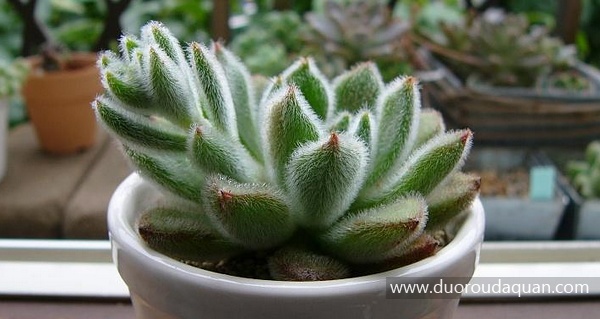 白闪冠（Echeveria cv. Bombycina）-www.duoroudaquan.com