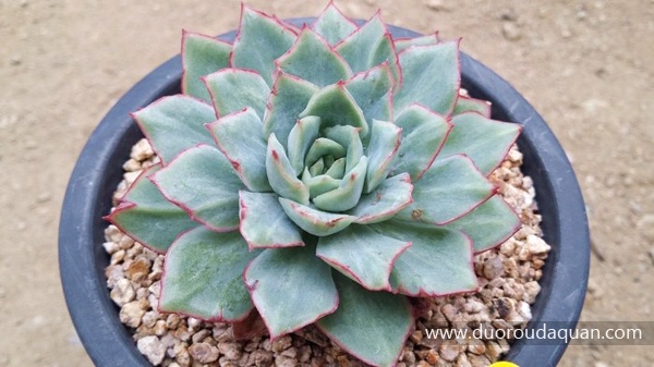 织锦（Echeveria;Californica Queen;）