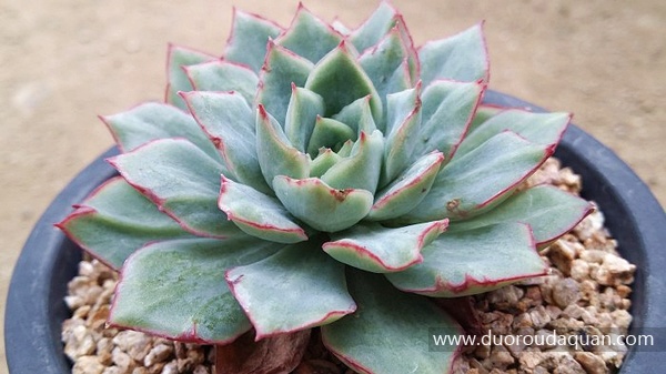 织锦（Echeveria;Californica Queen;）