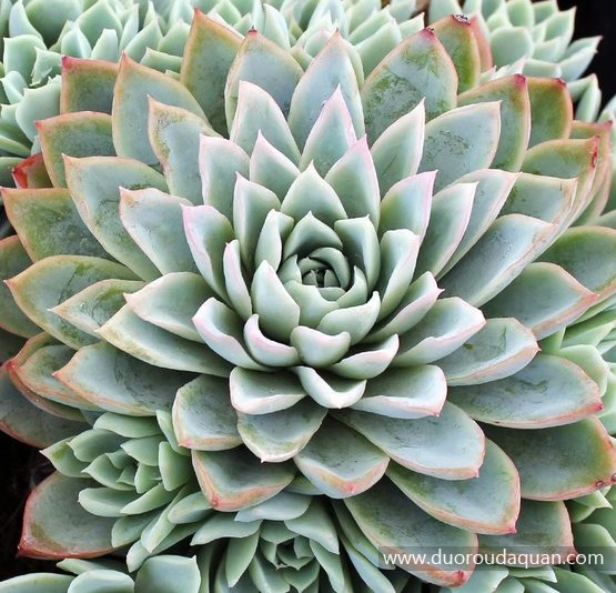 紫罗兰女王（Echeveria‘Violet Queen’）