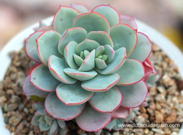 凌波仙子（Echeveria Subcorymbosa (lau 026)）