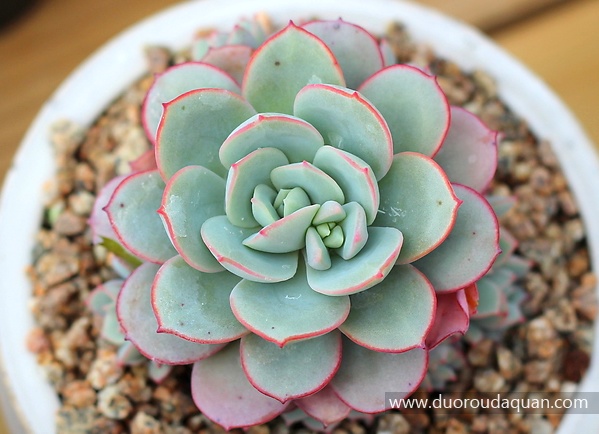 凌波仙子（Echeveria Subcorymbosa (lau 026)）