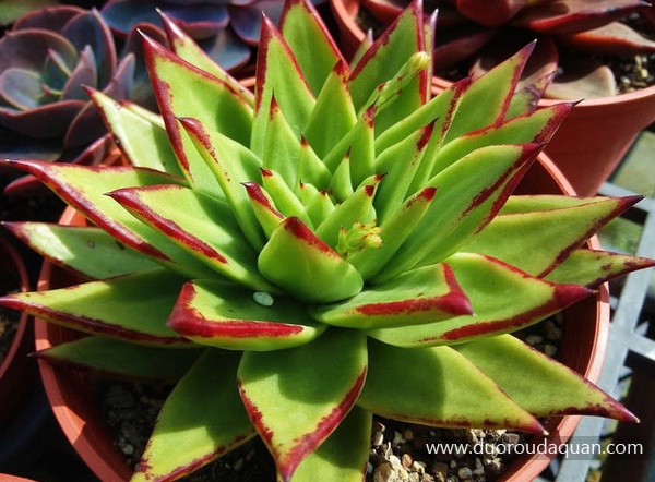 魅惑之宵（Echeveria agavoides var. Corderoyi )