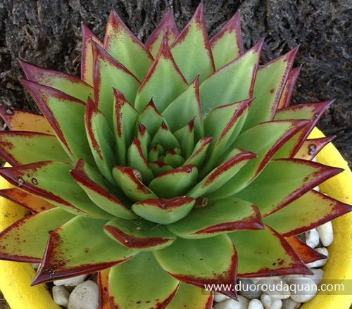 魅惑之宵（Echeveria agavoides var. Corderoyi )