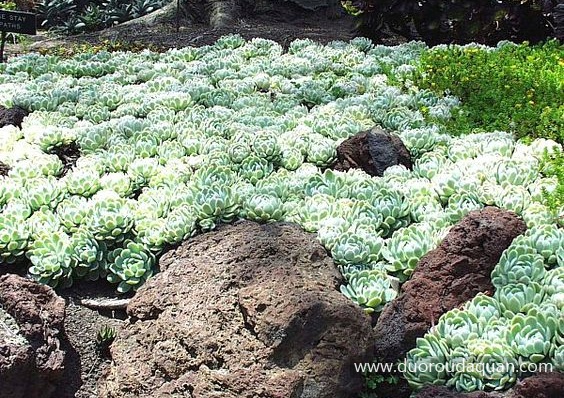 墨西哥雪球（Echeveria Mexican Snowball）-www.duoroudaquan.com