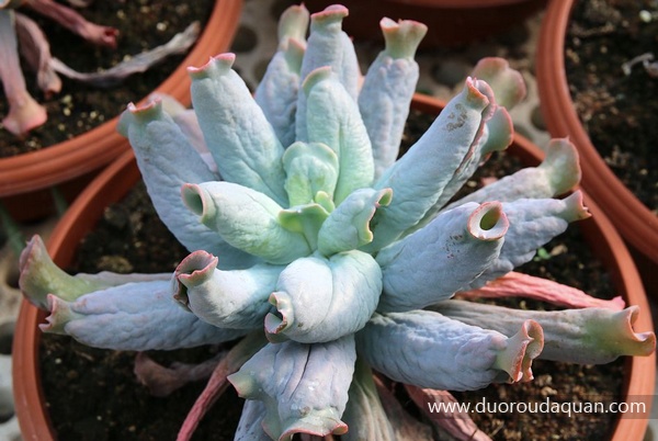 乙女梦（Echeveria;Culebra;）-www.duoroudaquan.com