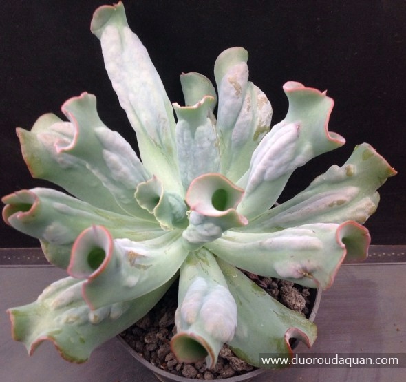 乙女梦（Echeveria;Culebra;）-www.duoroudaquan.com