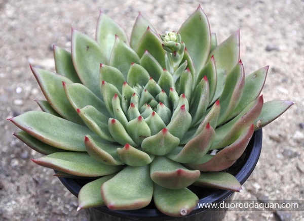 玉点（Echeveria agavoides;Jade Point;）-www.duoroudaquan.com