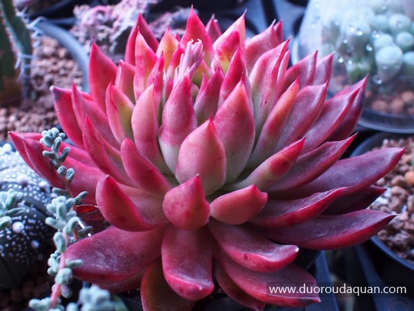 相府莲（Echeveria agavoides;Prolifera;）