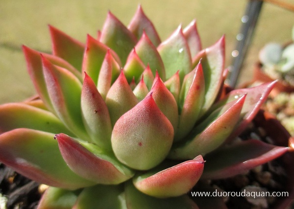 相府莲（Echeveria agavoides;Prolifera;）