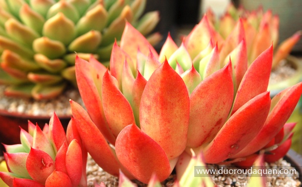 胜者骑兵（Echeveria agavoides;Victor Reiter;）