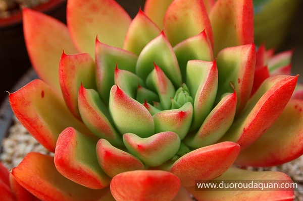 胜者骑兵（Echeveria agavoides;Victor Reiter;）