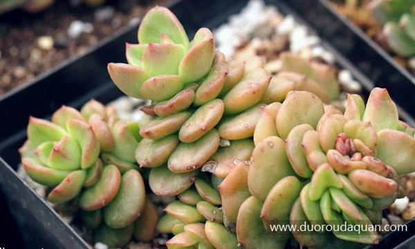 蜡牡丹（Echeveria agavoides x Sedum cuspidatum）-www.duoroudaquan.com