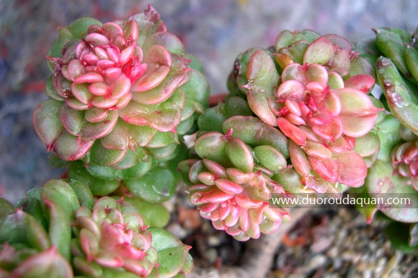 蜡牡丹（Echeveria agavoides x Sedum cuspidatum）-www.duoroudaquan.com