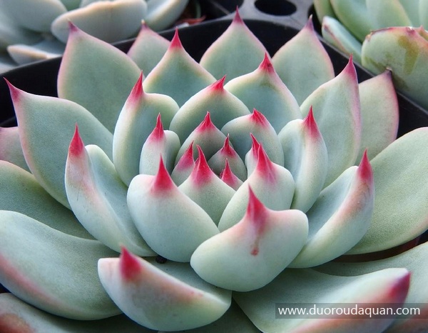 桃太郎（Echeveria cv. Momotarou）