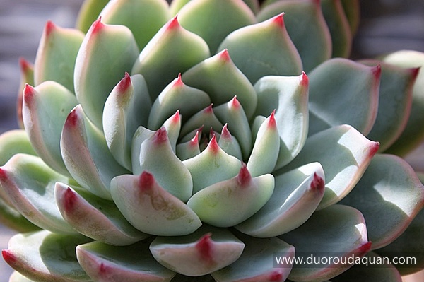 桃太郎（Echeveria cv. Momotarou）-www.duoroudaquan.com