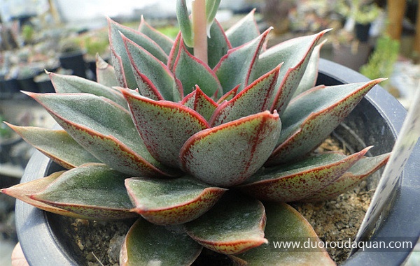 麒麟座（Echeveria Monocerotis）-www.duoroudaquan.com