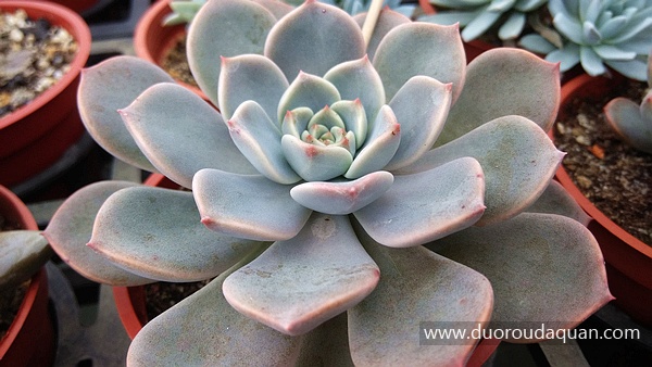 红粉佳人（Graptoveria;Pink Pretty;）