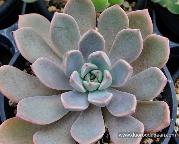 红粉佳人（Graptoveria;Pink Pretty;）