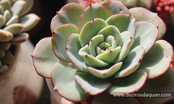 亚特兰蒂斯（Echeveria ‘Atlantis’）-www.duoroudaquan.com