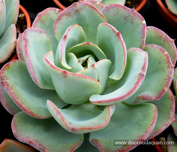 亚特兰蒂斯（Echeveria ‘Atlantis’）-www.duoroudaquan.com