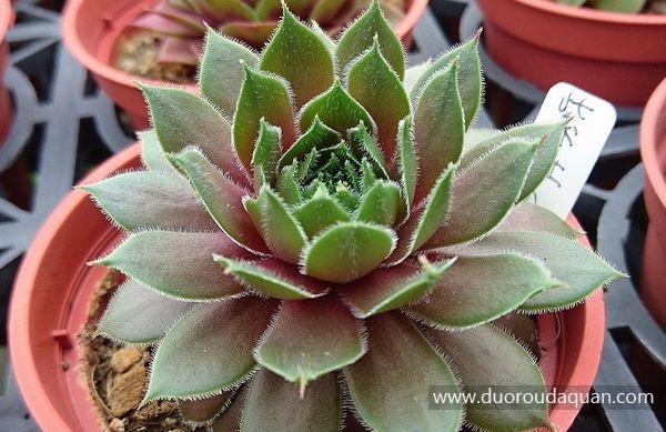 紫牡丹（Sempervivum;Stansfieldii; ），中文学名：大红卷绢、蜘蛛网长生草、紫牡丹，景天科长生草属（Sempervivum L.)。www.duoroudaquan.com