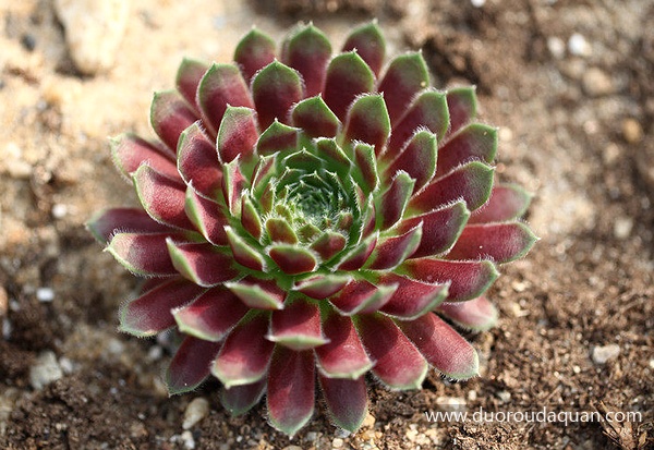 紫牡丹（Sempervivum;Stansfieldii; ），中文学名：大红卷绢、蜘蛛网长生草、紫牡丹，景天科长生草属（Sempervivum L.)。www.duoroudaquan.com