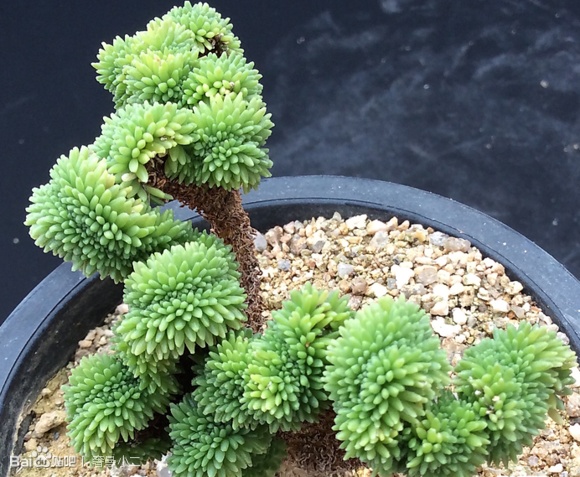 球松（Sedum multiceps ）-https://www.duoroudaquan.com