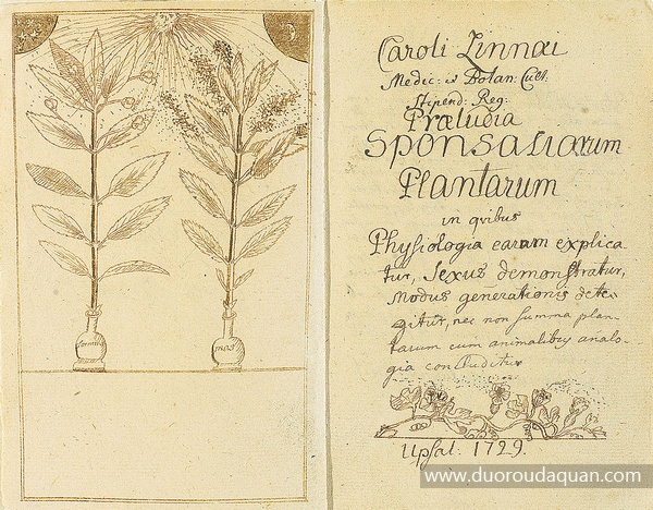 Linné-Praeludia_Sponsaliorum_Plantarum-Carl_von_Linné-卡尔•冯• 林内（ Carl vonLinné ）www.duoroudaquan.com-长生草属