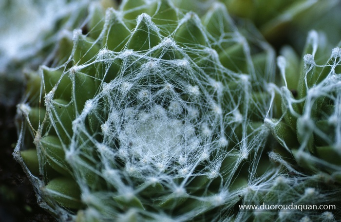 Sempervivum-arachnoideum-duoroudaquan.com