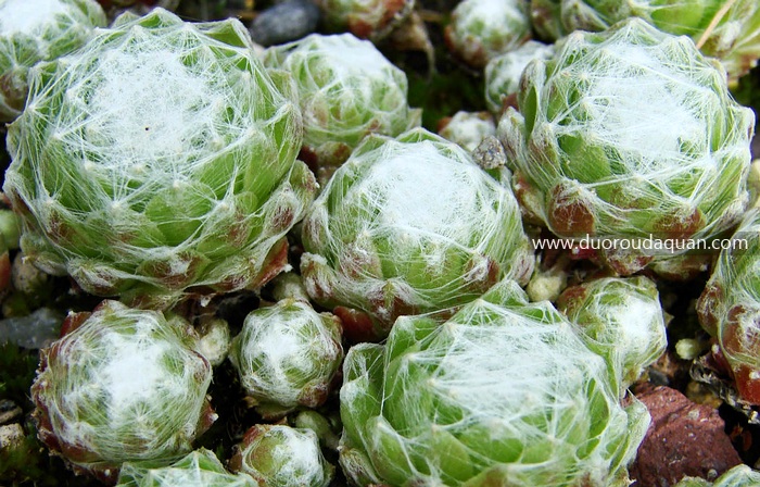 Sempervivum-arachnoideum-duoroudaquan.com-卷绢