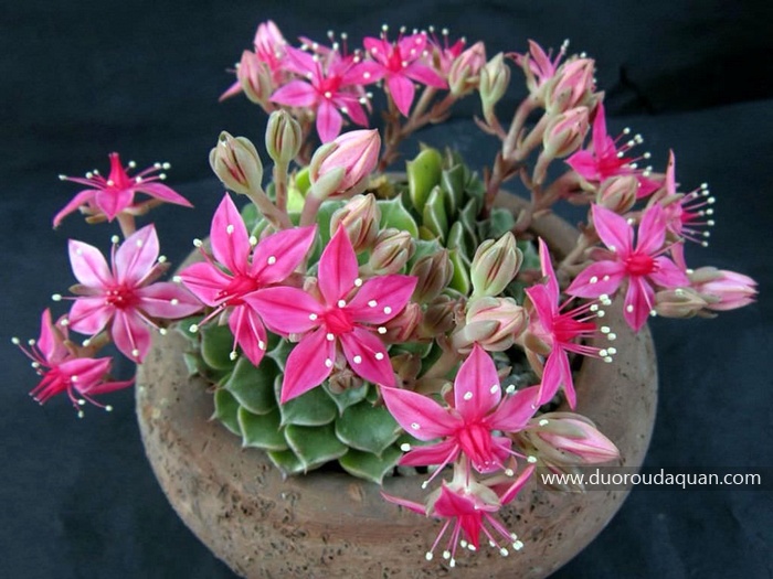 Graptopetalum-bellum-duoroudaquan.com.jpg