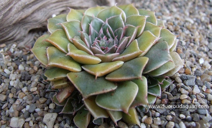 Graptopetalum-bellum-www.duoroudaquan.com.jpg