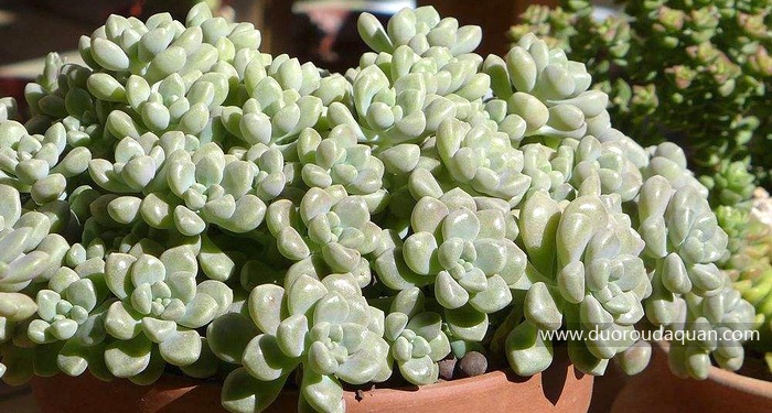 丸叶姬秋丽（Graptopetalum mendozae）-www.duoroudaquan.com