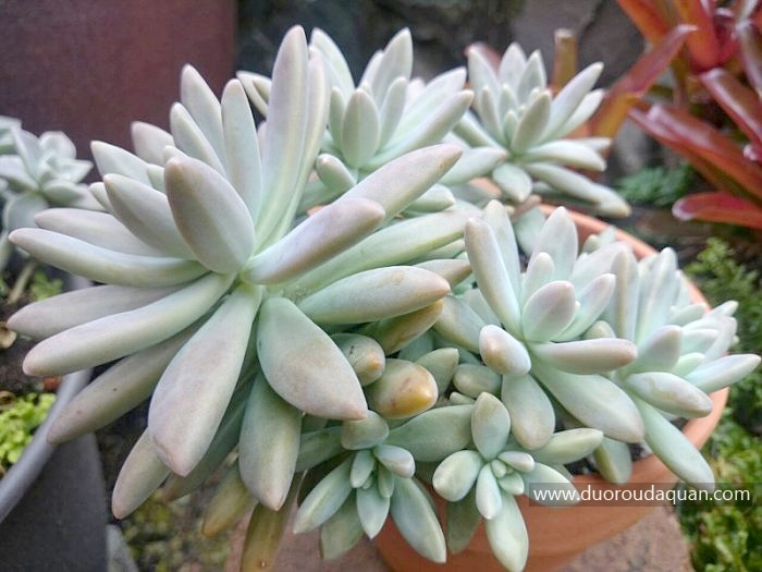 秋丽（× Graptosedum;Francesco Baldi;，× Graptosedum;Vera Higgins;）-www.duoroudaquan.com