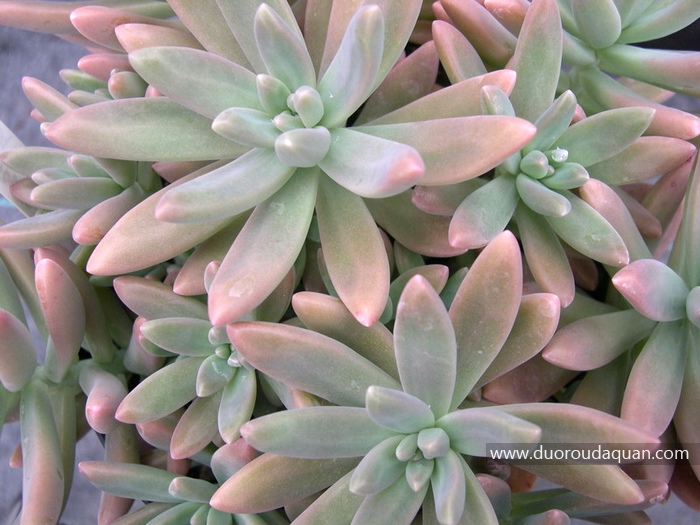 秋丽（× Graptosedum;Francesco Baldi;，× Graptosedum;Vera Higgins;）-www.duoroudaquan.com