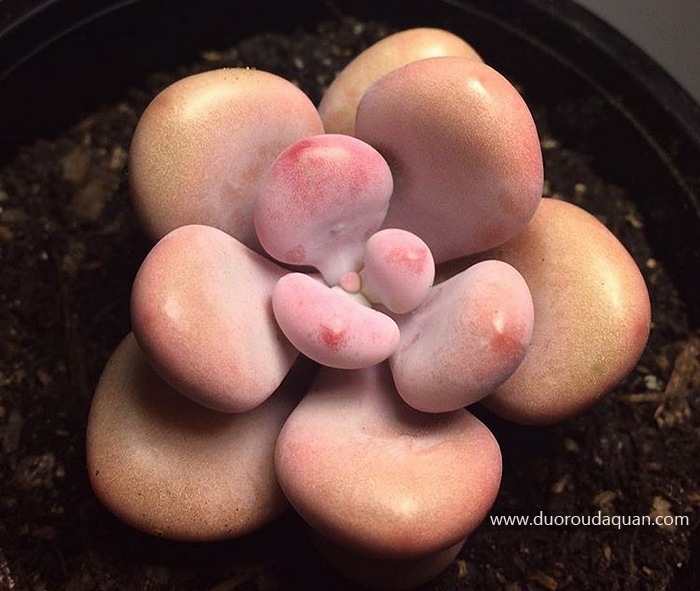 桃之卵（Graptopetalum amethystinum），景天科风车草属，也叫桃蛋（醉美人）-www.duoroudaquan.com