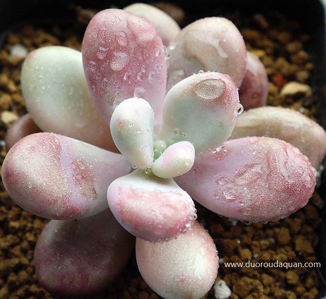 桃之卵（Graptopetalum amethystinum），景天科风车草属，也叫桃蛋（醉美人）-www.duoroudaquan.com