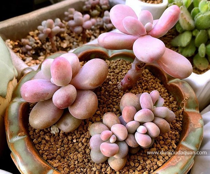 桃之卵（Graptopetalum amethystinum），景天科风车草属，也叫桃蛋（醉美人）-www.duoroudaquan.com