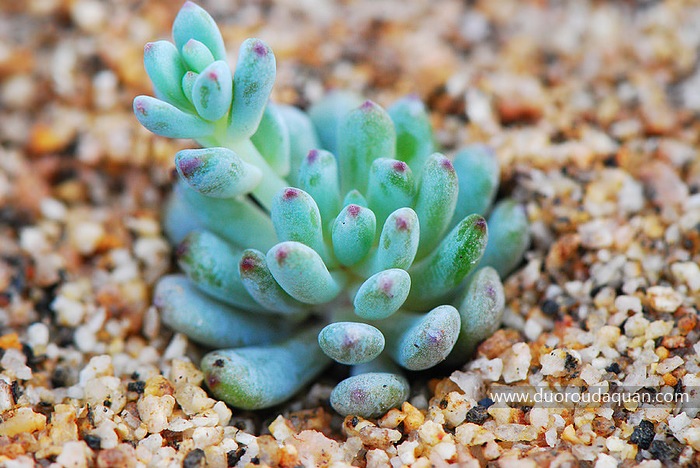 蓝豆（Graptopetalum pachyphyllum）-www.duoroudaquan.com